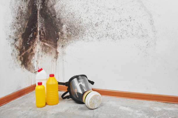 Best Mold Damage Repair  in Chandler, TX
