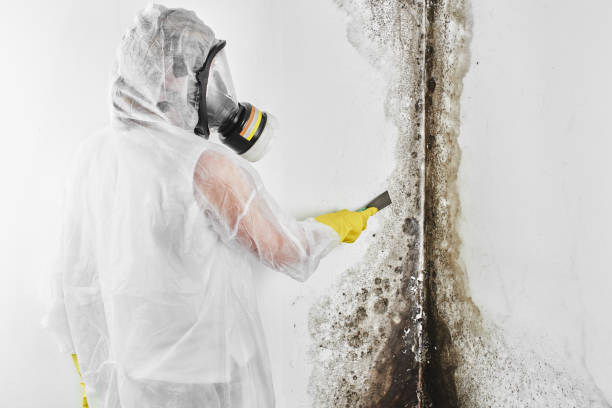 Best Mold Testing  in Chandler, TX