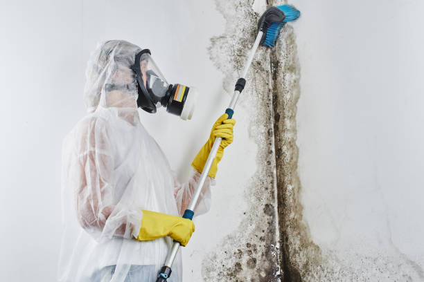 Best Affordable Mold Removal  in Chandler, TX