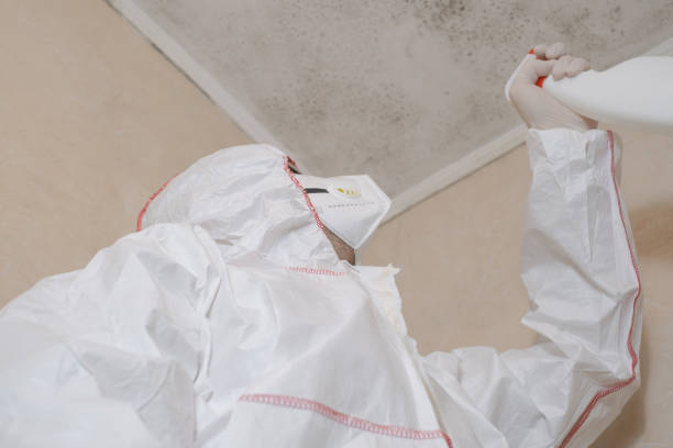 Office Mold Removal Services in Chandler, TX
