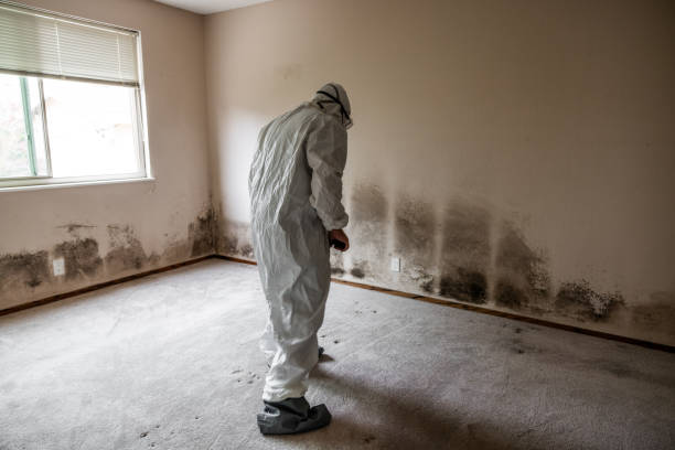 Best Mold Removal Company Near Me  in Chandler, TX