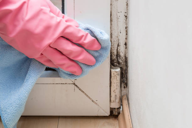 Best Best Mold Removal Companies  in Chandler, TX