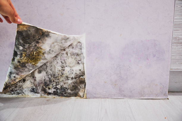 Best Mold Testing  in Chandler, TX
